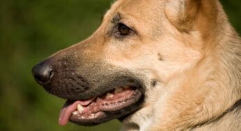 Gara di solidarietà per Jack, è salvo grazie al loro: la sua storia ha commosso tutti
