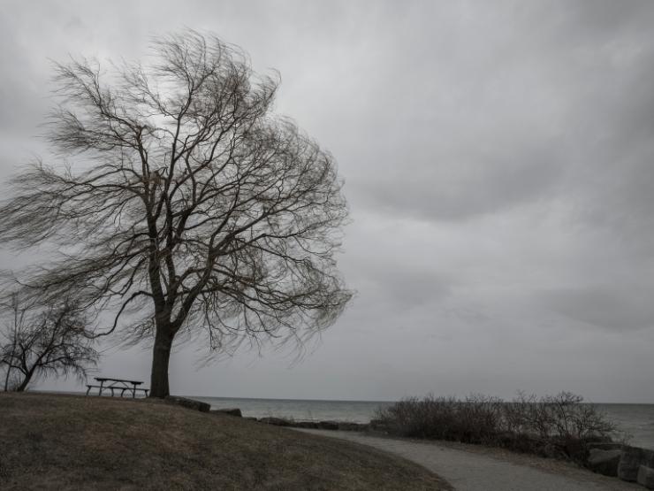 Cielo tempestoso e un albero mosso dal vento forte