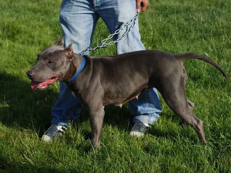 Pitbull