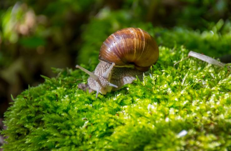 lumaca sopra ad una pianta