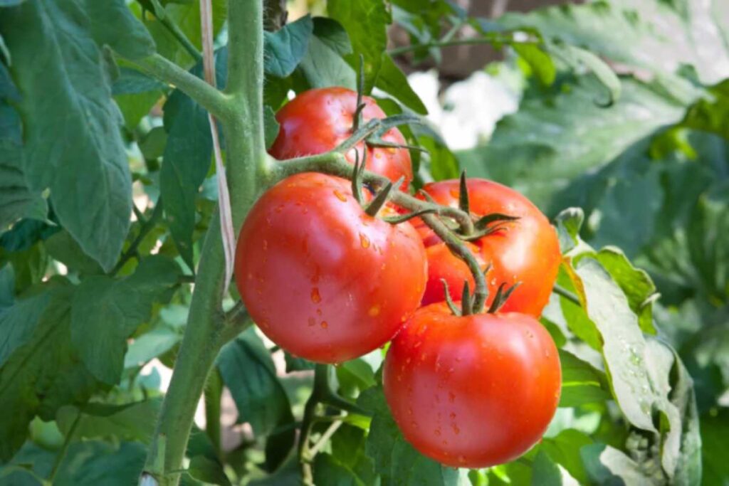 pomodori attaccati alla pianta