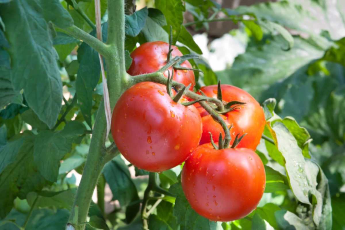 pomodori attaccati alla pianta