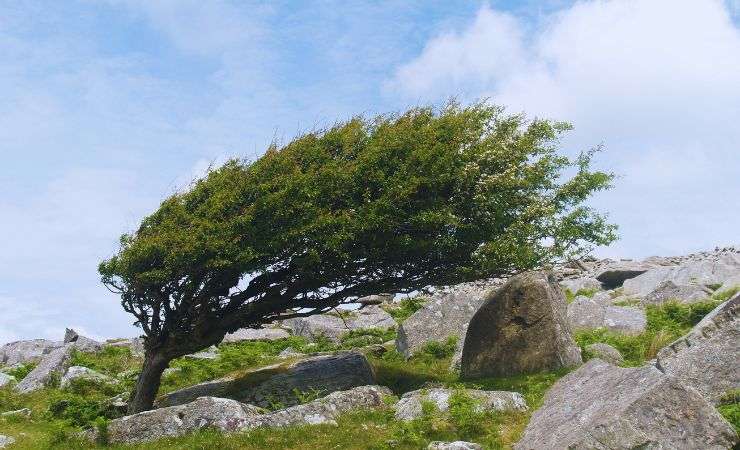 un albero colpito dal vento