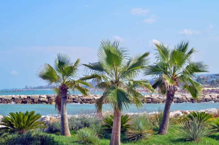 Palme sul lungomare di San Benedetto del Tronto