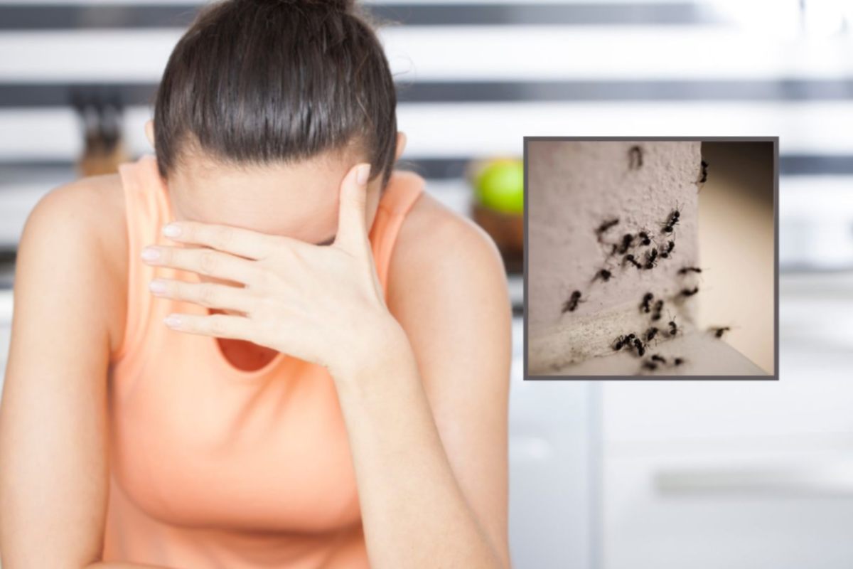 donna disperata con una mano sulla fronte e nel riquadro le formiche