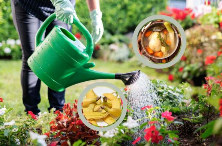 persona che annaffia le piante e nei riquadri bucce di banane e verdure bollite