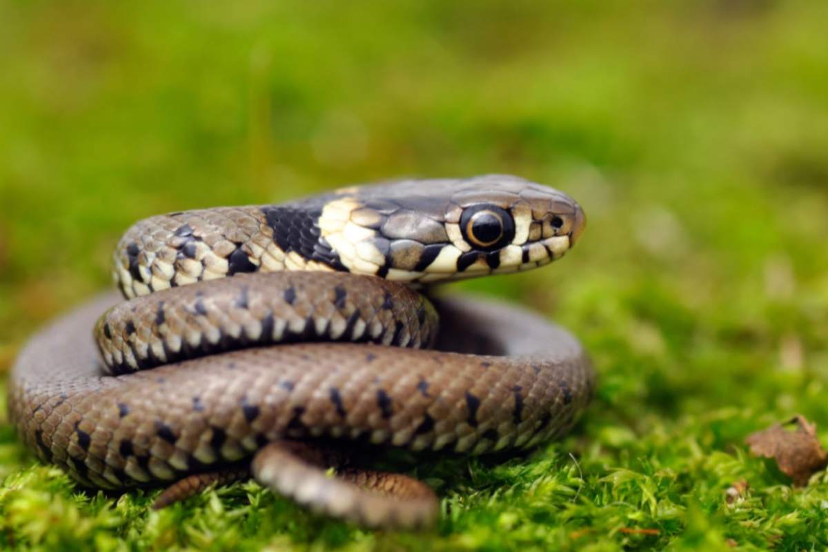 serpente sull'erba