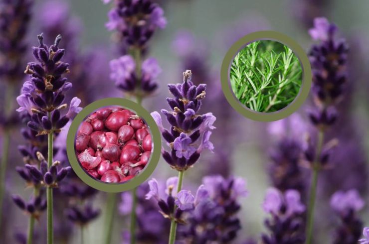 lavanda cipolle e rosmarino
