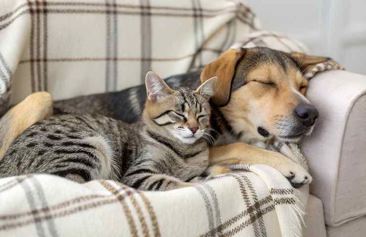 cane e gatto sul divano