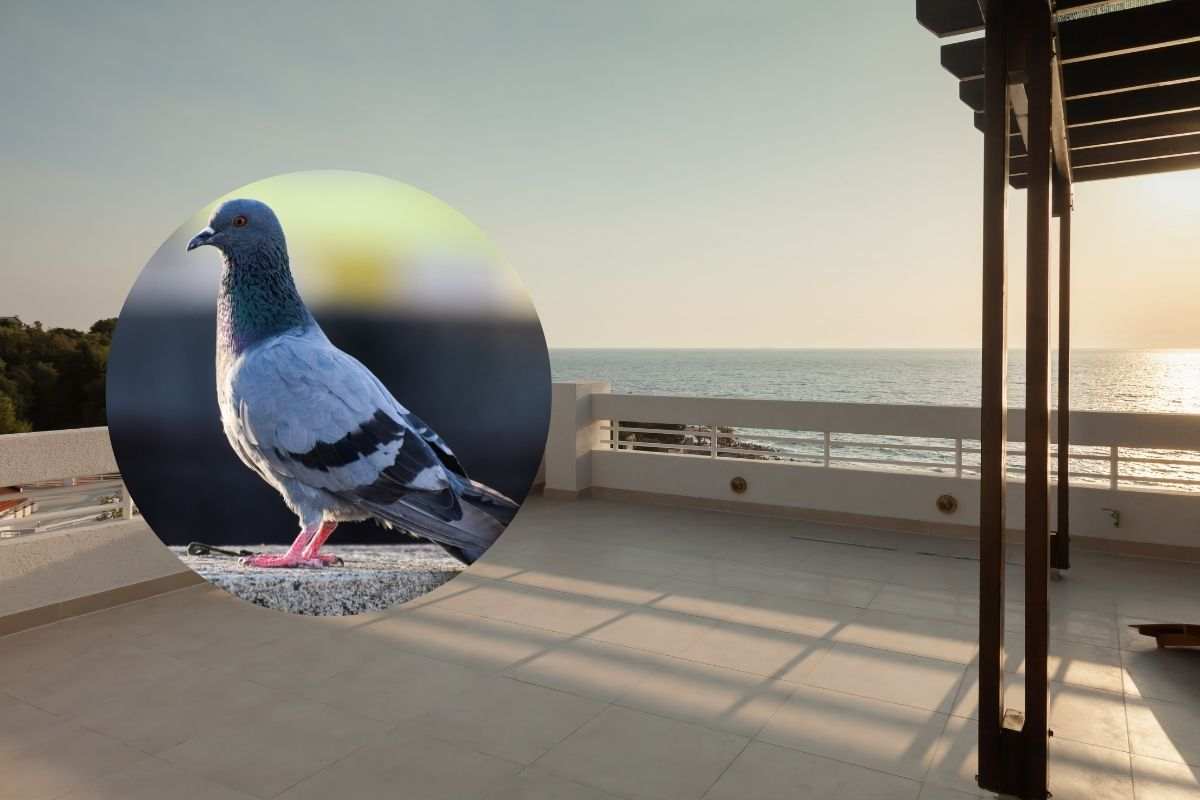 terrazzo con piccione
