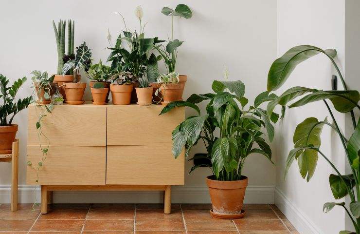 mobile e piante con sottovaso