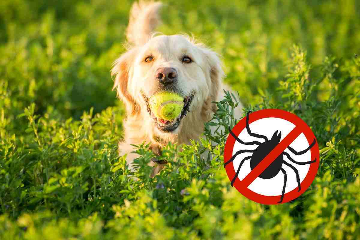 cane con palla e icona zecche