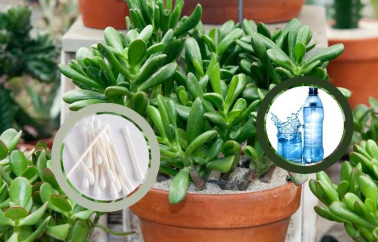 pianta dentro al vaso e nel riquadro una bottiglia di acqua e dei cotton fioc