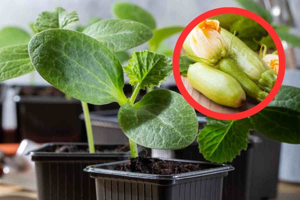 pianta di zucchine