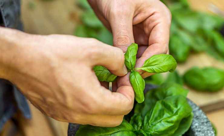 prendere foglie pianta basilico