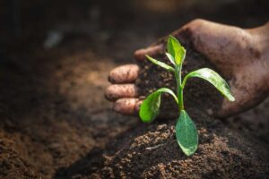 persona che mette terriccio alla pianta