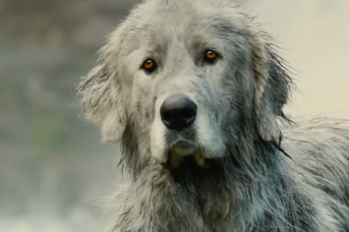 Cane bianco sporco di fango