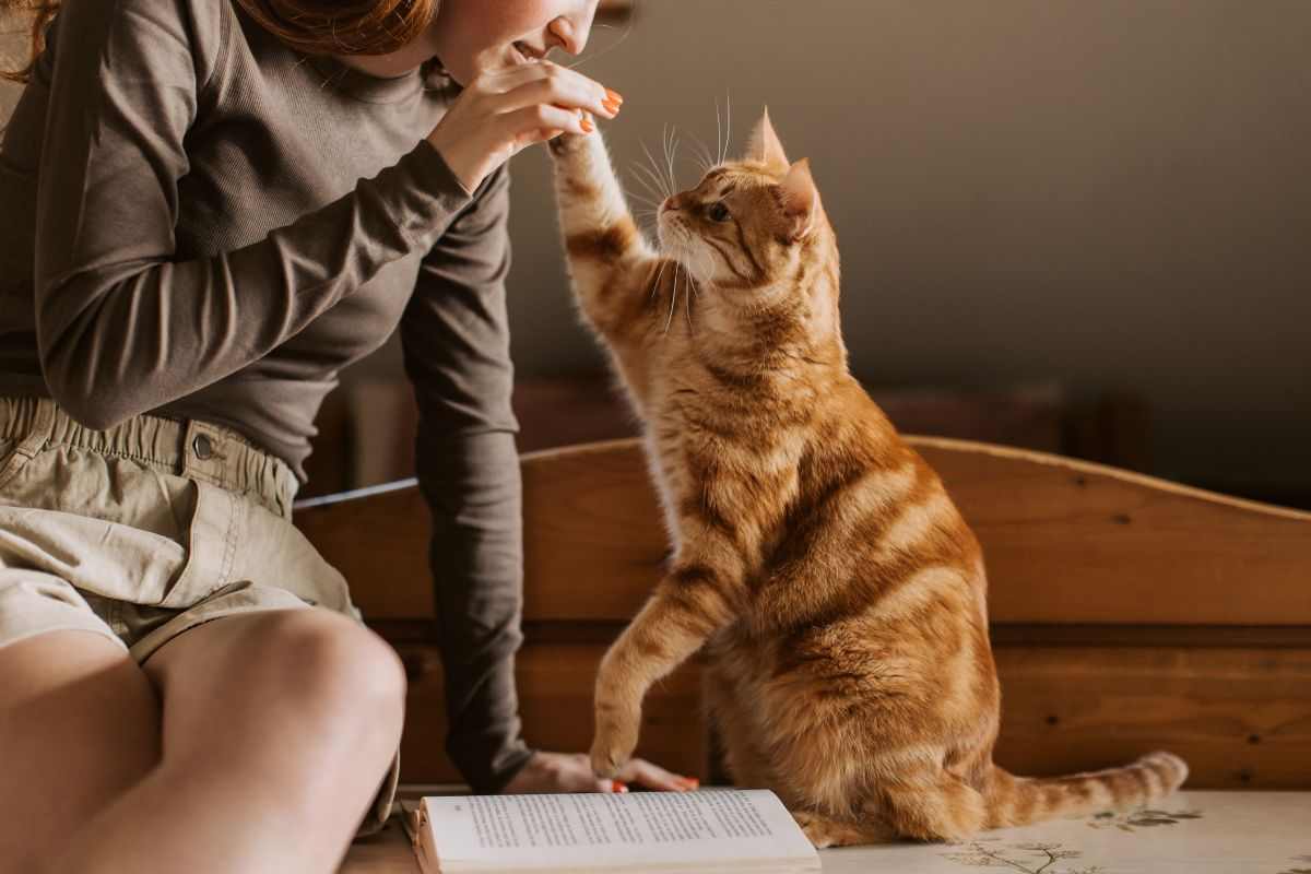 Gatti in condominio, cosa succede se fanno dei danni? Chi è responsabile e quando interviene il Comune