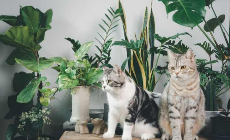 tre gatti sul tavolo