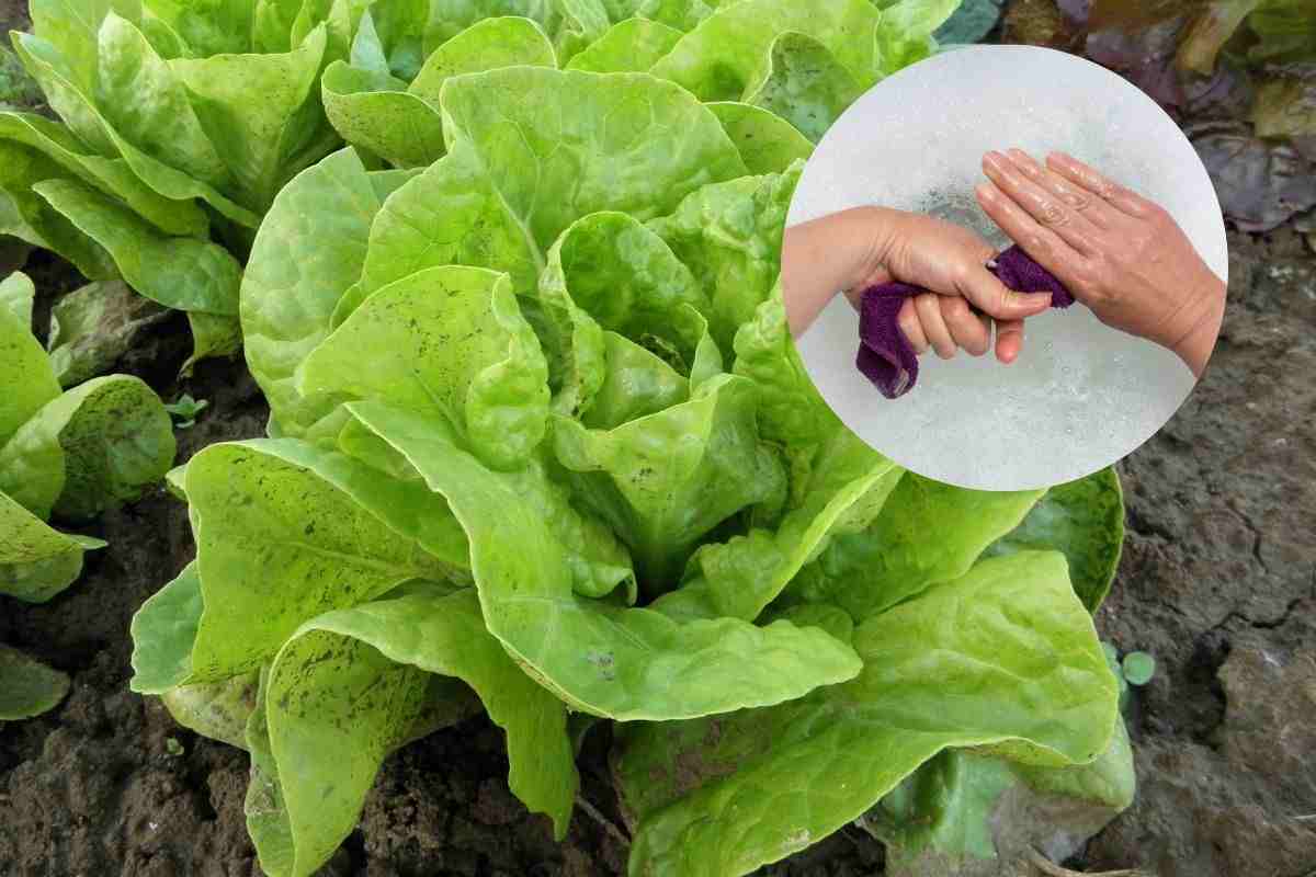 lattuga e straccio