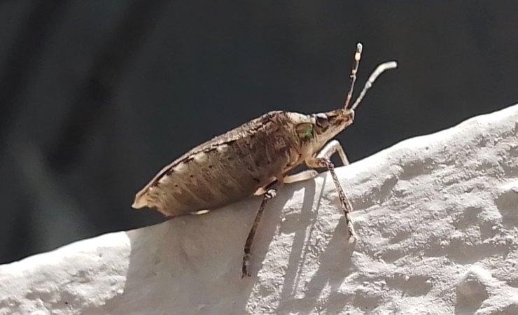 Cimice marrone fotografata da sotto