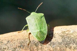 Cimice verde su una roccia