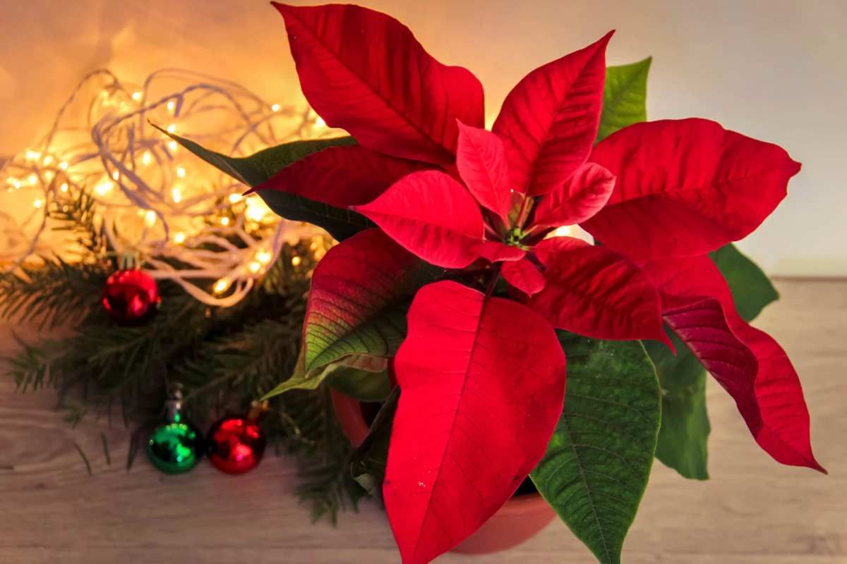 Stella di Natale con lucine accanto e decorazioni