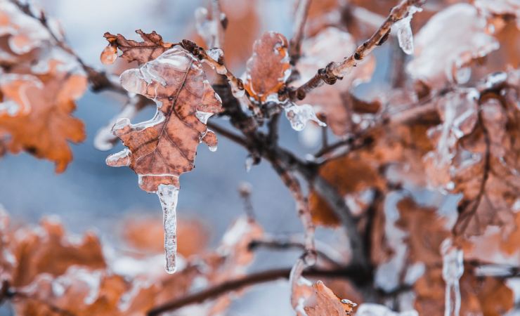 Foglie sui rami ghiacciate