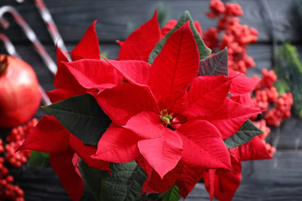 Stella di Natale in vaso